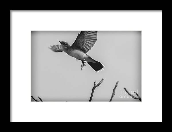 Eastern Kingbird Framed Print featuring the photograph Kite... by Dan Hefle