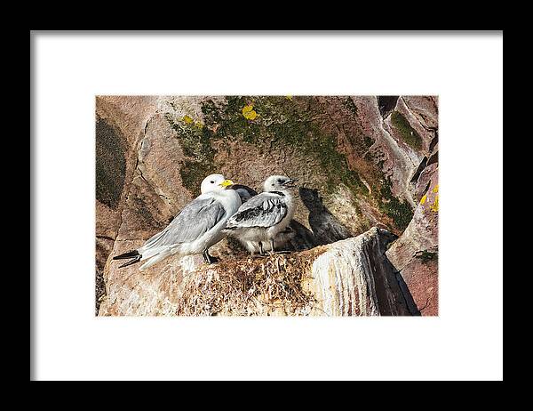 Black-legged Kitiwakes Framed Print featuring the photograph Kitiwake and Chick 3 by Perla Copernik