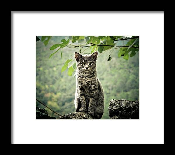 Kitten Framed Print featuring the photograph Kitten by By Corsu Sur Flickr