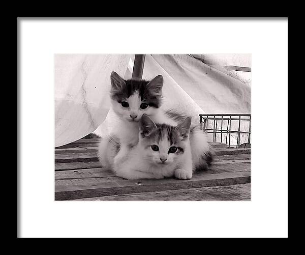 Cat Framed Print featuring the photograph Kitten Cuddles by Mika Kurosaki