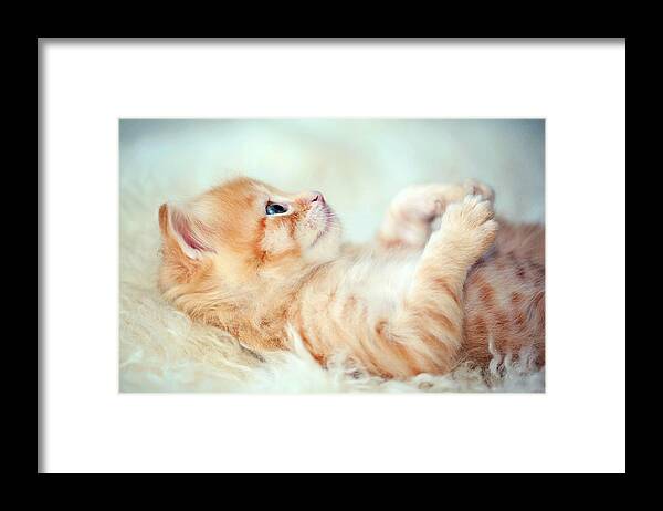 Pets Framed Print featuring the photograph Kitten Lying On Its Back by Susan.k.