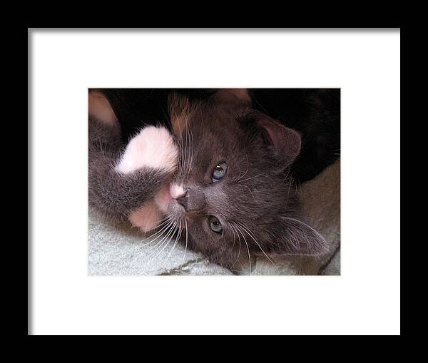 Cat Framed Print featuring the photograph Kitty Cuteness by Suzy Piatt