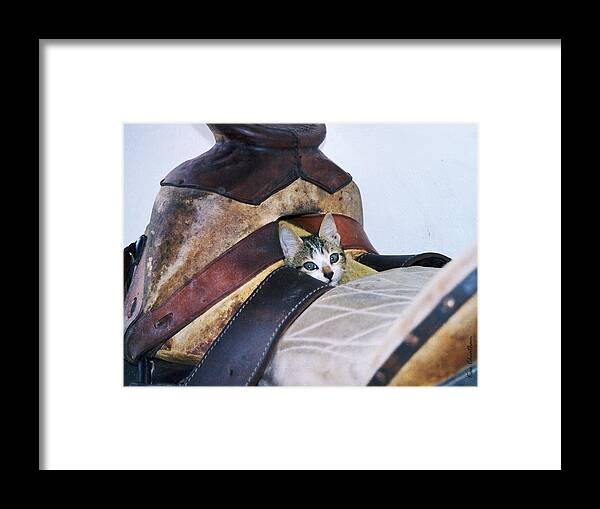 Cat Framed Print featuring the photograph Kitty in the Saddle by Kae Cheatham