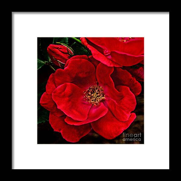 Art Prints Framed Print featuring the photograph Knockout Red by Dave Bosse