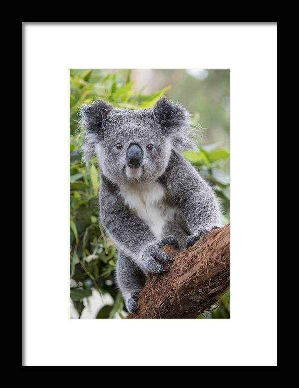 Feb0514 Framed Print featuring the photograph Koala Joey Nsw Australia by Suzi Eszterhas
