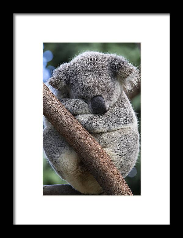 Feb0514 Framed Print featuring the photograph Koala Male Sleeping Australia by Suzi Eszterhas