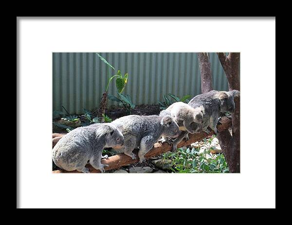 Koala Framed Print featuring the photograph Koala Team by John Mathews