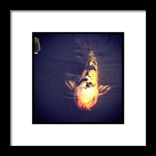 Koi Framed Print featuring the photograph #koi #fish by Jan Pan