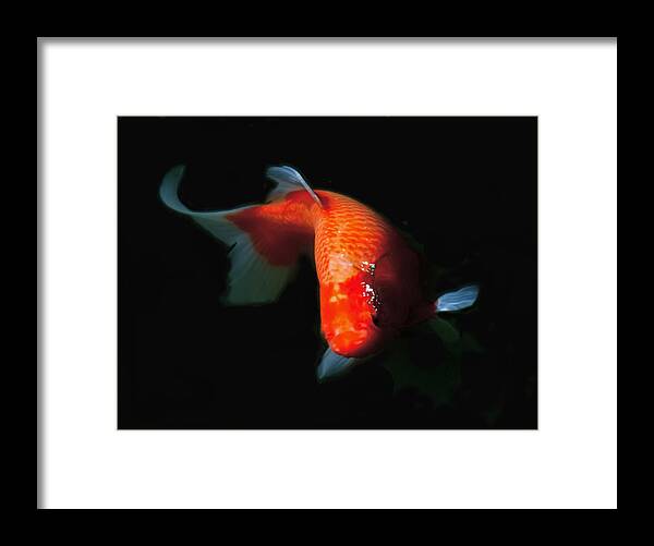 Koi Framed Print featuring the photograph Koi by Rona Black