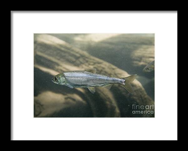 Kokanee Salmon Framed Print featuring the photograph Kokanee Salmon Smolt by William H. Mullins