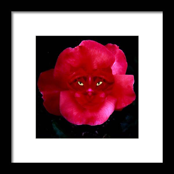 Rose Framed Print featuring the photograph Camo Cat Awakens by Nick Kloepping