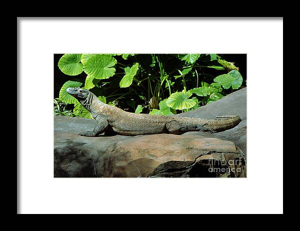 Reptile Framed Print featuring the photograph Komodo Dragon by Kevin Fortier