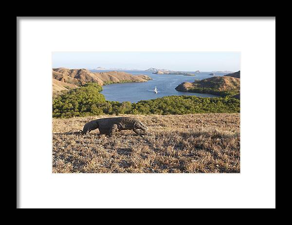Komodo Dragon Framed Print featuring the photograph Komodo National Park by M. Watson