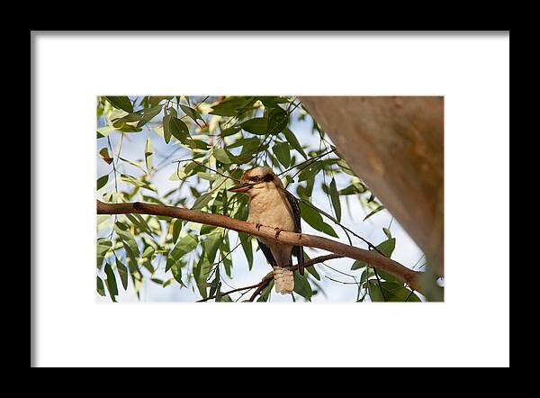 Bird Framed Print featuring the photograph Kookaburra 3 by Carole Hinding