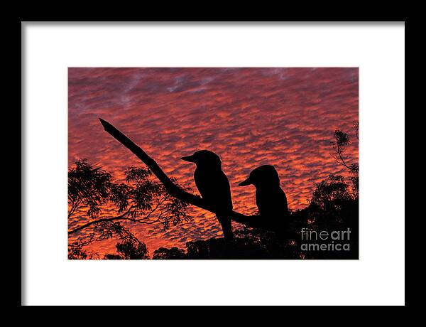 Kookaburras Framed Print featuring the photograph Kookaburras at sunset by Sheila Smart Fine Art Photography