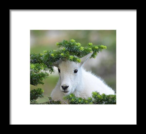 Mountain Goat Framed Print featuring the photograph Kurious Kid by Whispering Peaks Photography