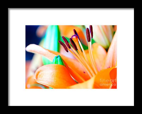 Art Framed Print featuring the photograph L I L Y by Charles Dobbs