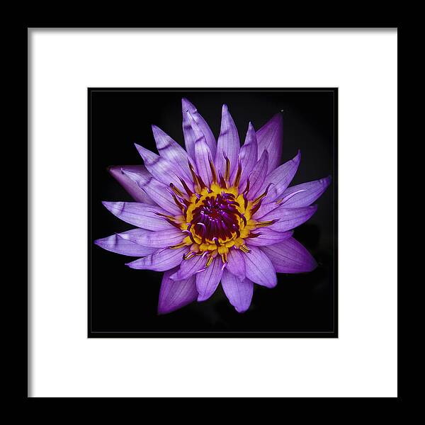 L I L Y Framed Print featuring the photograph L I L Y by Wes and Dotty Weber