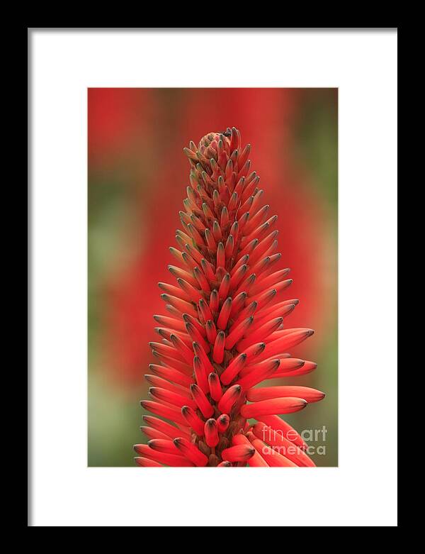 Floral Framed Print featuring the photograph La Jolla Floral by John F Tsumas