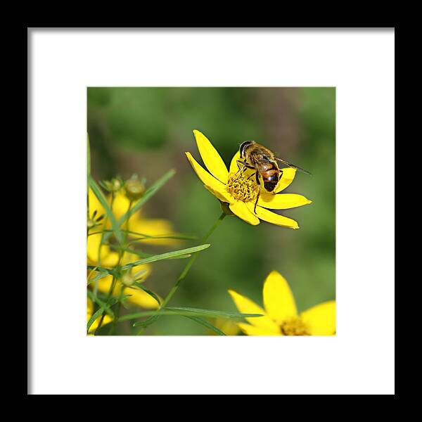 Bee Framed Print featuring the photograph L'Abeille by Nikolyn McDonald