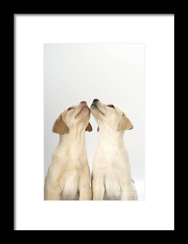 Labrador Retriever Framed Print featuring the photograph Labrador Retriever Puppies by John Daniels
