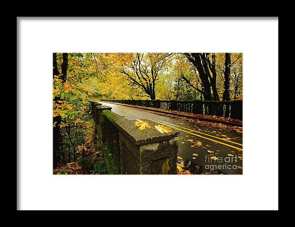 Tree Framed Print featuring the photograph Leaves of Gold by Parrish Todd