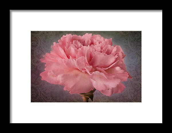 Pink Carnation Bloom Framed Print featuring the photograph Carnation Fascination by Marina Kojukhova