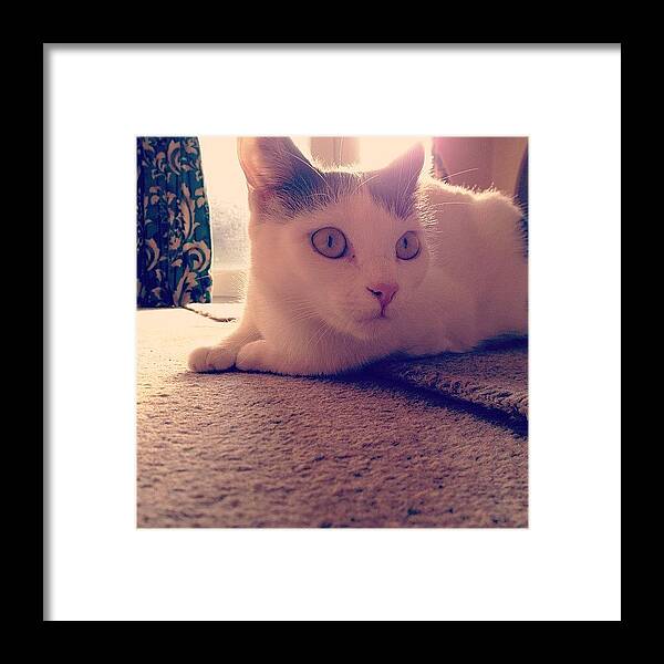 Catstagram Framed Print featuring the photograph Lacey 🐱#cat #cats #catsagram by Charlotte Turville