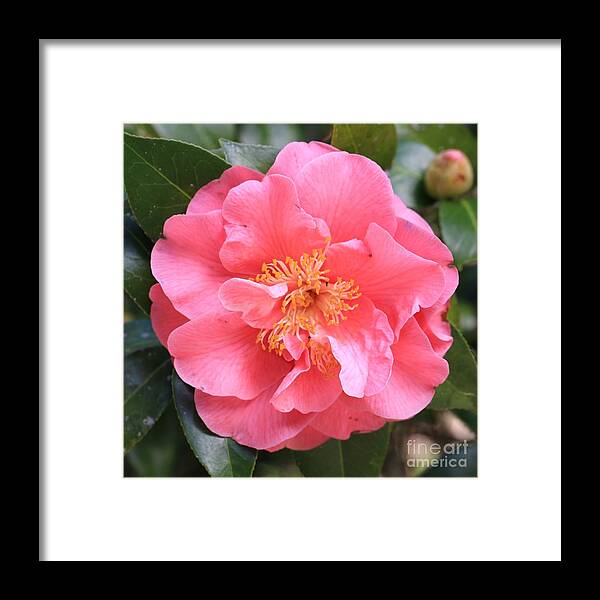 Camellia Framed Print featuring the photograph Lacy Pink Camellia Square by Carol Groenen