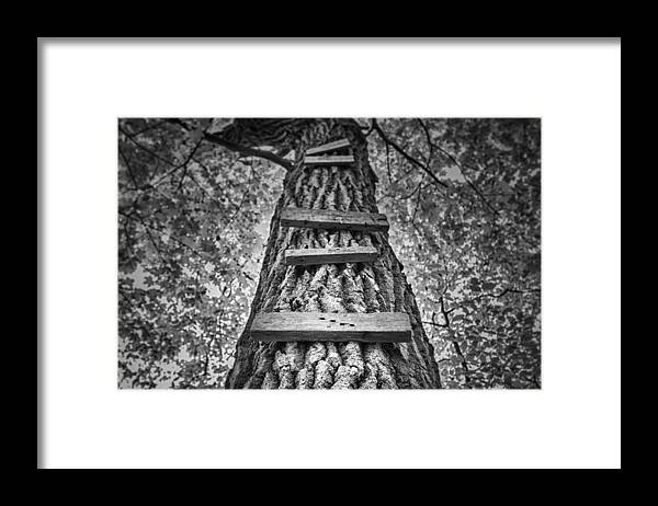 Tree Framed Print featuring the photograph Ladder to the Treehouse by Scott Norris