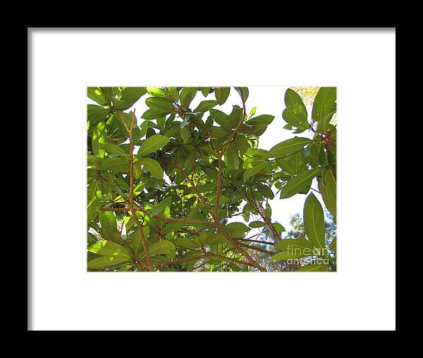 Tree Framed Print featuring the photograph Lady Magnolia by Julia Stubbe