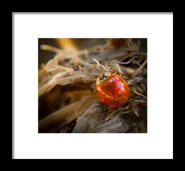 Ladybug Framed Print featuring the photograph Lady of Leisure by TK Goforth