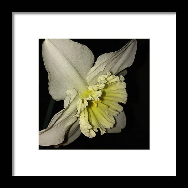 Daffodil Framed Print featuring the photograph Lady of the night by Eric Suchman