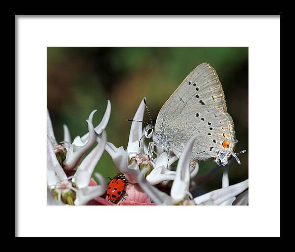 Ladybugs Framed Print featuring the photograph Lady Sings the Blues by Donna Kennedy