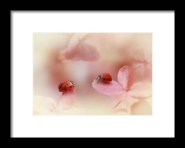 Ladybirds Framed Print featuring the photograph Ladybirds On Pink Hydrangea. by Ellen Van Deelen