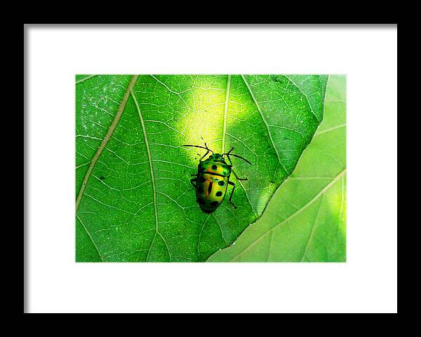 Ladybug Framed Print featuring the photograph Ladybug by Ramabhadran Thirupattur