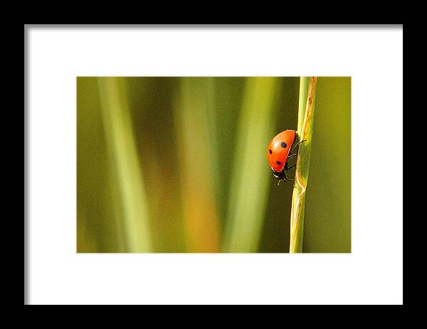  Framed Print featuring the photograph Ladybug Refuge.. by Al Swasey
