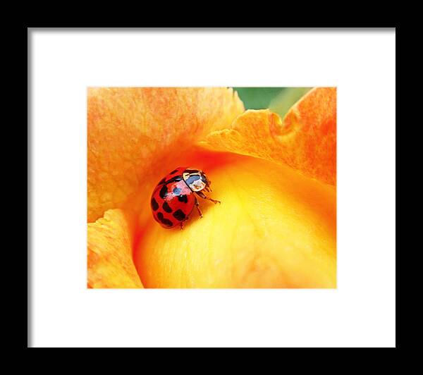 Ladybug Framed Print featuring the photograph Ladybug by Rona Black