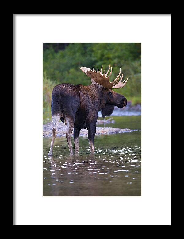 Bull Moose Framed Print featuring the photograph Lake Bull by Aaron Whittemore