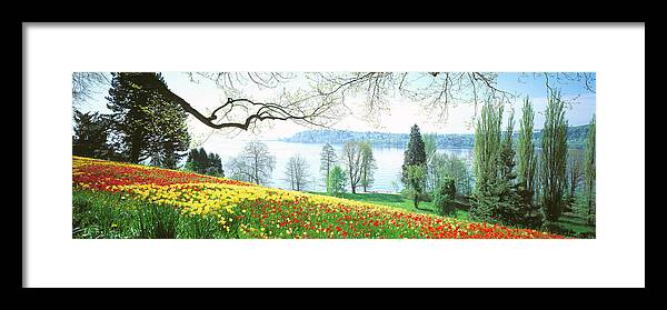 Photography Framed Print featuring the photograph Lake Constance, Insel Mainau, Germany by Panoramic Images