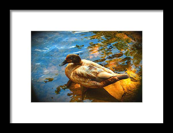 Lake Ducks Framed Print featuring the photograph Lake Duck Vignette by Stacie Siemsen
