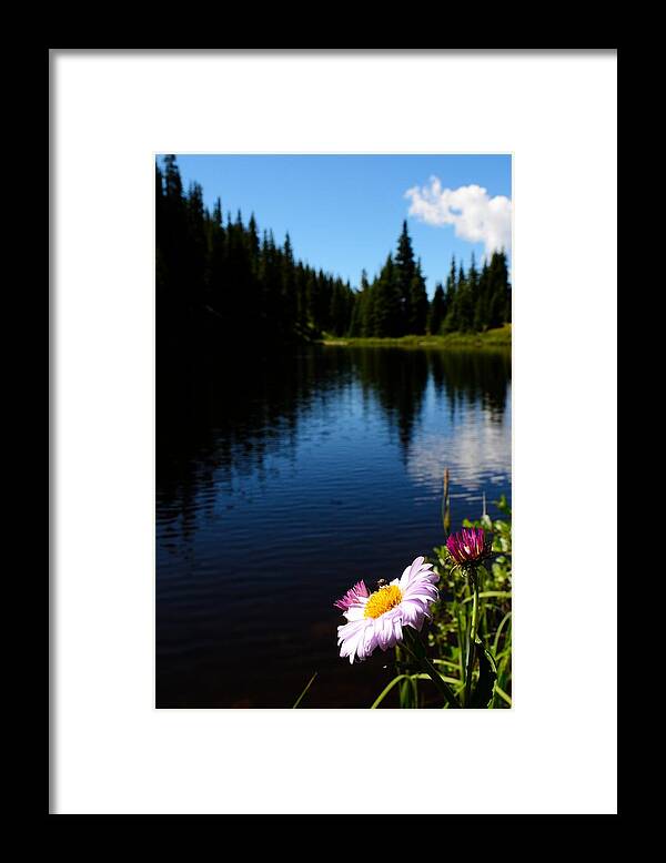 Wild Flower Framed Print featuring the photograph Lake Irene by Walt Sterneman