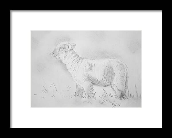  Sheep Framed Print featuring the drawing Lamb Drawing by Mike Jory