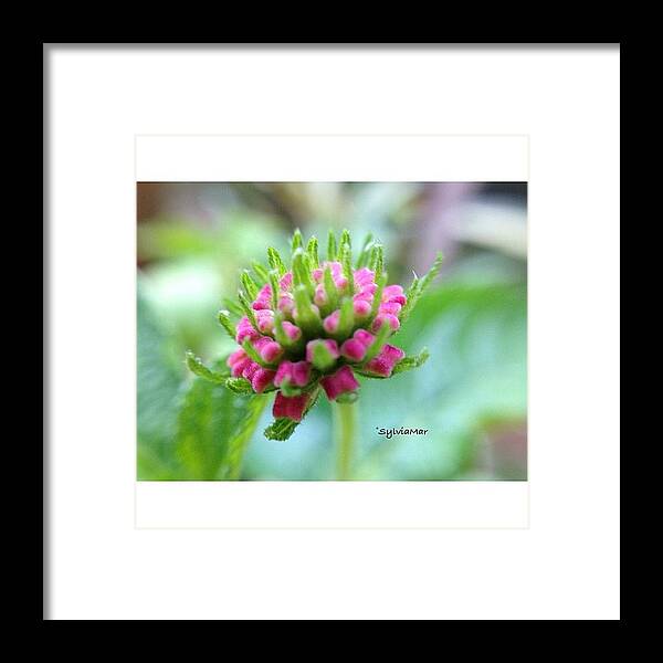  Framed Print featuring the photograph Lantana Macro Bud by Sylvia Martinez