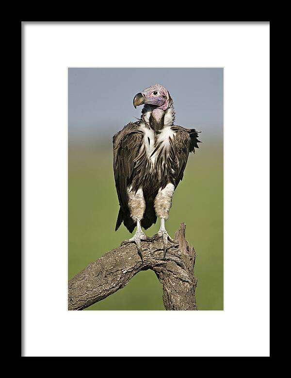 Photography Framed Print featuring the photograph Lappet-faced Vulture Torgos by Animal Images