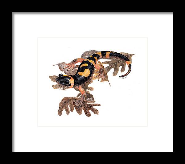 Salamander Framed Print featuring the painting Large blotched salamander on oak leaves by Cindy Hitchcock