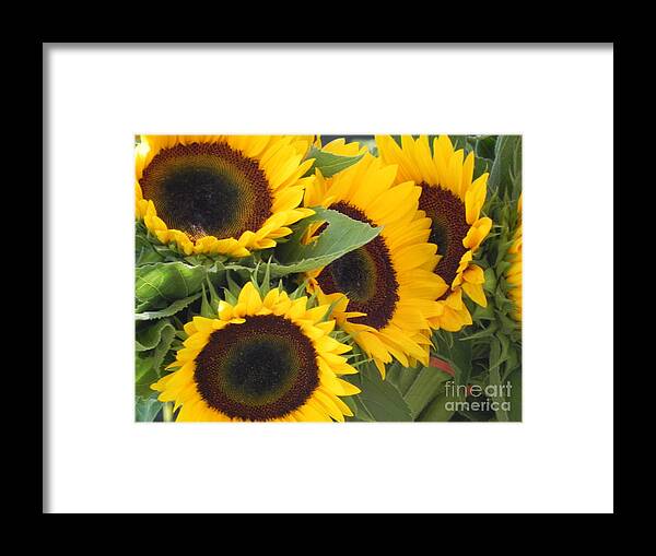 Photography Framed Print featuring the photograph Large Sunflowers by Chrisann Ellis