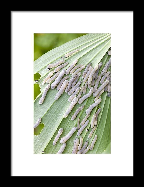 Solomon's Seal Framed Print featuring the photograph Larvae of Solomon's Seal Sawfly by Science Photo Library