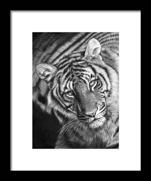 Tiger Framed Print featuring the drawing Last Chance To See by Peter Williams