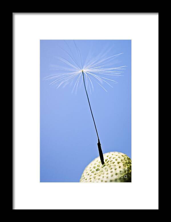 Dandelion Framed Print featuring the photograph Last dandelion seed by Elena Elisseeva